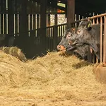 Dom wakacyjny Stable Kirkby Stephen